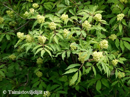 Sambucus racemosa